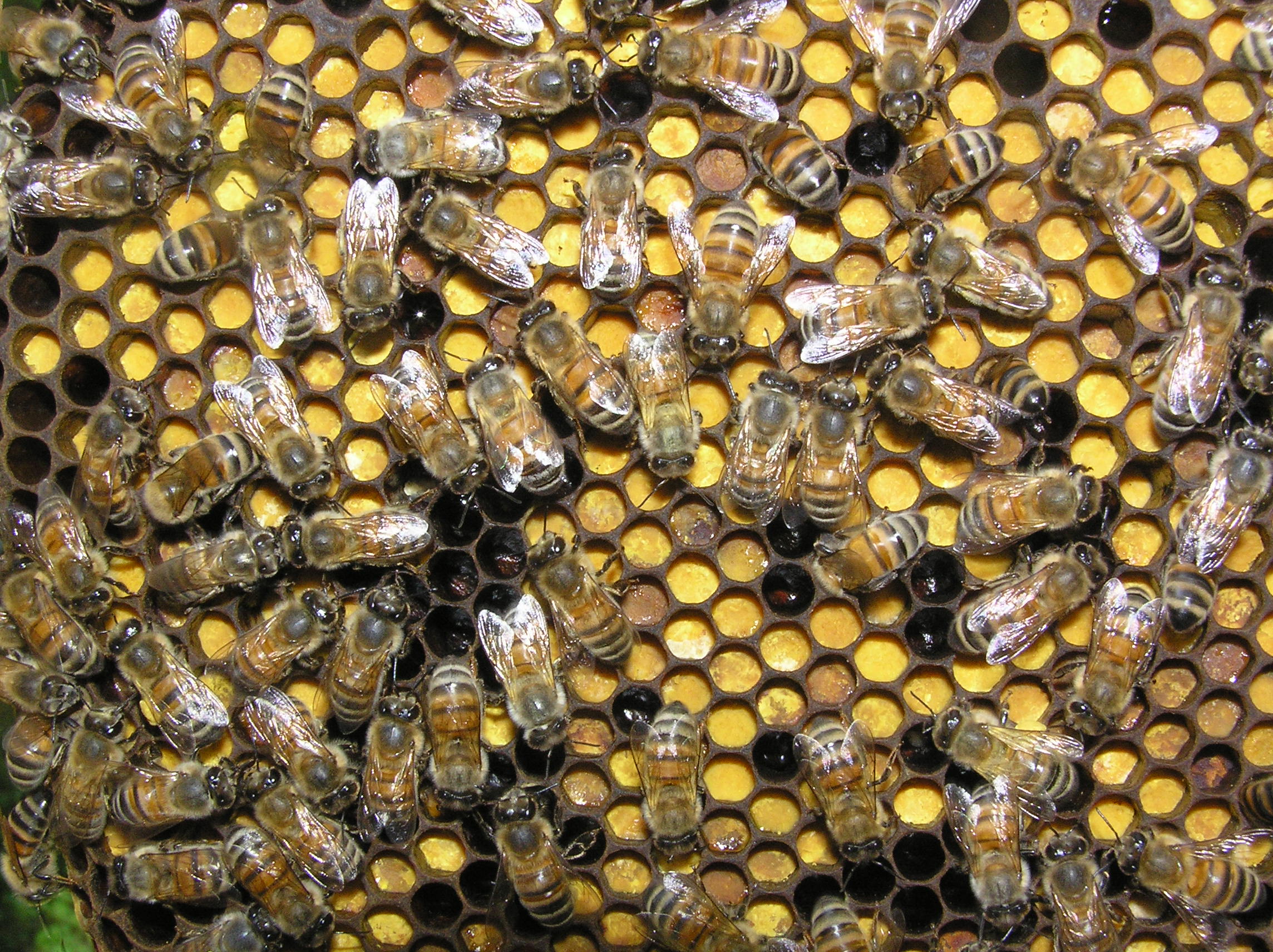 Miele con pezzi di favo -disponibile- Apicoltura Biologica Biodinamica  Marco Chiri